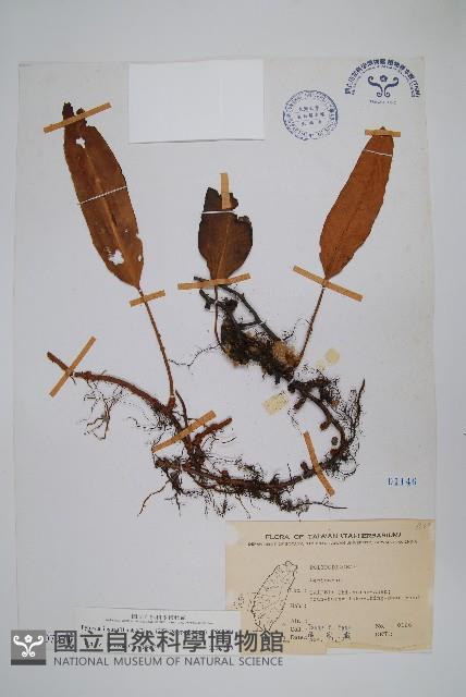 石葦藏品圖，第1張