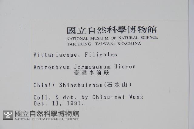 臺灣車前蕨藏品圖，第2張