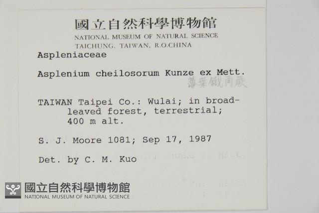 薄葉孔雀鐵角蕨、邊孢鐵角蕨藏品圖，第2張