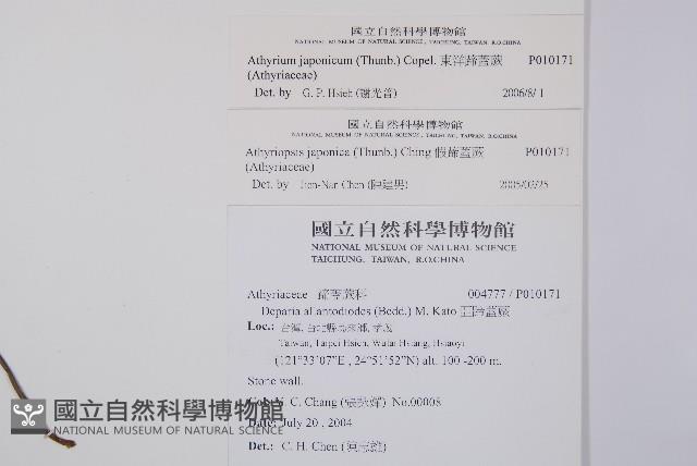 東洋蹄蓋蕨藏品圖，第2張