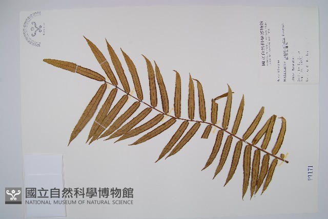 觀音座蓮藏品圖，第1張