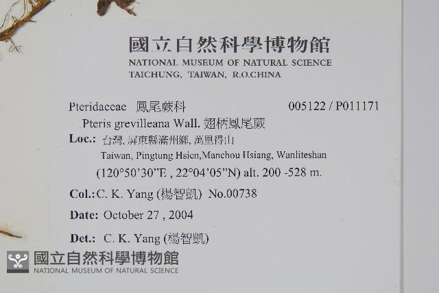 翅柄鳳尾蕨藏品圖，第2張