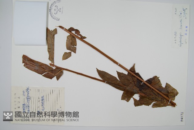 長葉腎蕨藏品圖，第1張