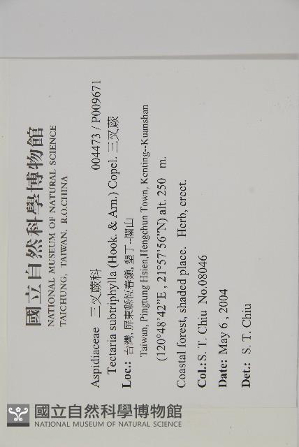 三叉蕨藏品圖，第2張