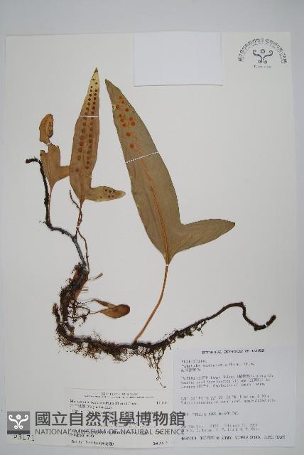 海岸星蕨藏品圖，第1張