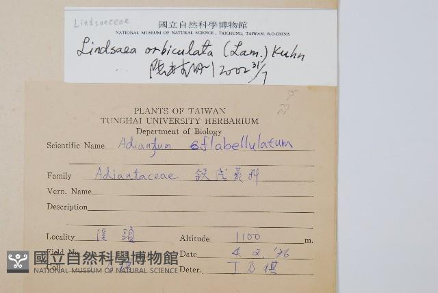 圓葉陵齒蕨藏品圖，第2張