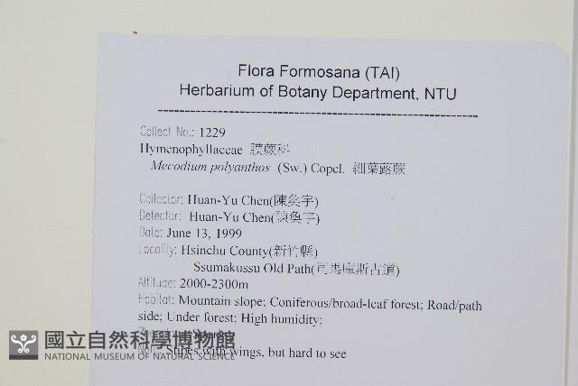 細葉蕗蕨藏品圖，第2張