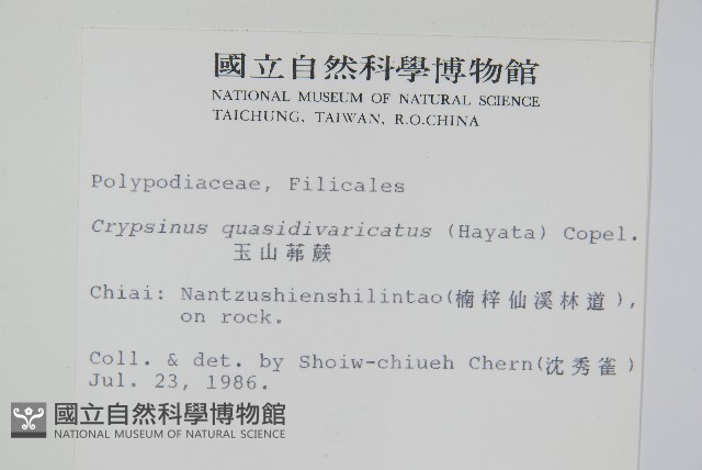 玉山茀蕨藏品圖，第2張
