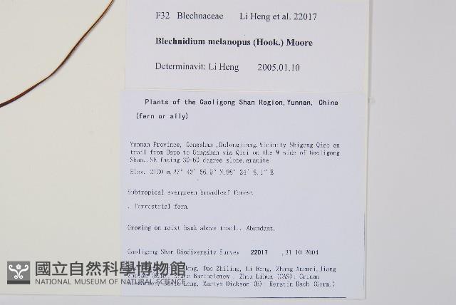 雉尾烏毛蕨藏品圖，第2張