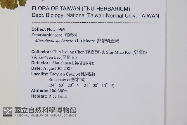 熱帶鱗蓋蕨藏品圖，第2張