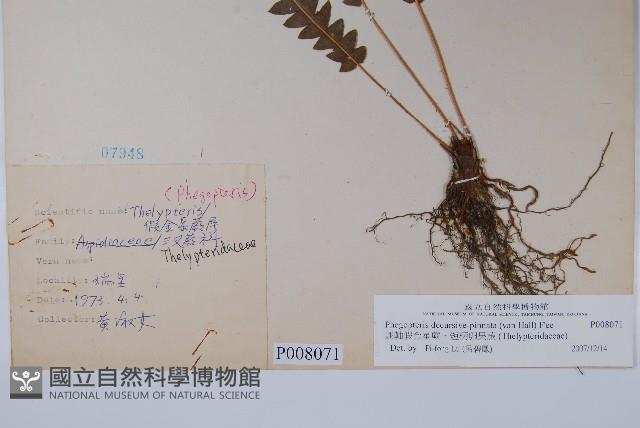 翅軸假金星蕨、短柄卵果蕨藏品圖，第2張