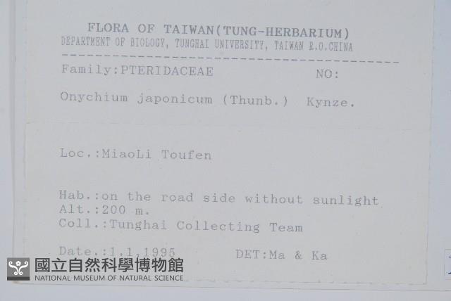 日本金粉蕨藏品圖，第2張