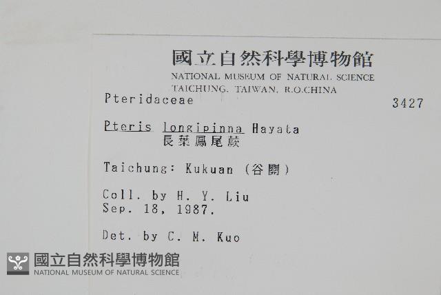 長葉鳳尾蕨藏品圖，第2張