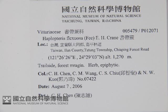 書帶蕨藏品圖，第2張