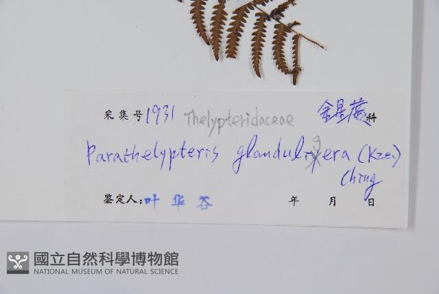 密腺副金星蕨藏品圖，第2張