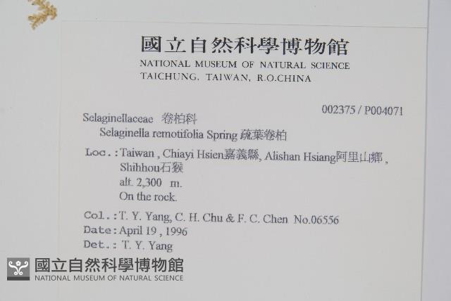 疏葉卷柏藏品圖，第2張