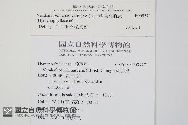 南海瓶蕨藏品圖，第2張