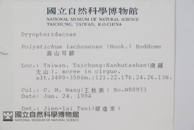 高山耳蕨藏品圖，第2張