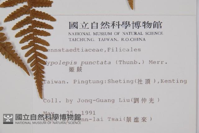 姬蕨藏品圖，第5張