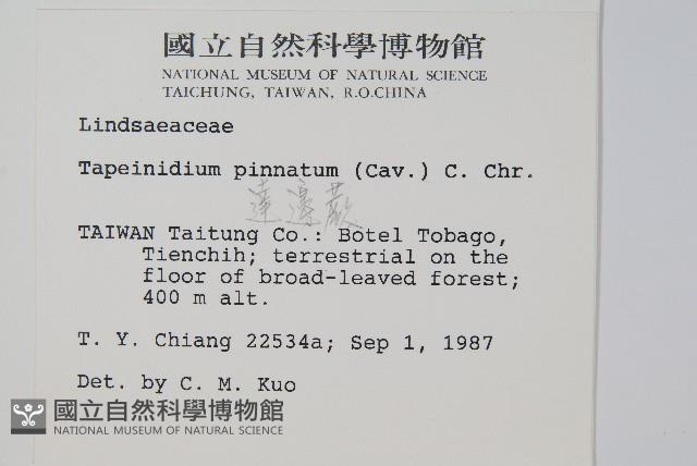 達邊蕨藏品圖，第2張