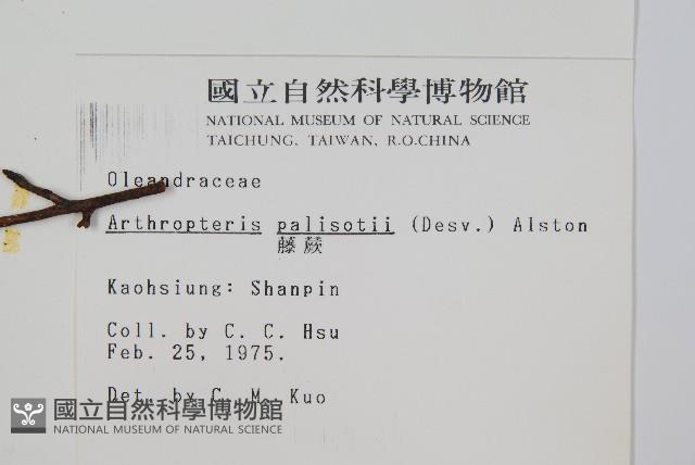 藤蕨藏品圖，第2張