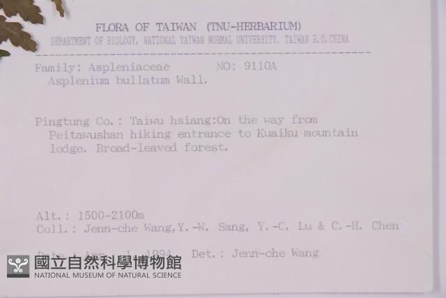 大鐵角蕨藏品圖，第2張