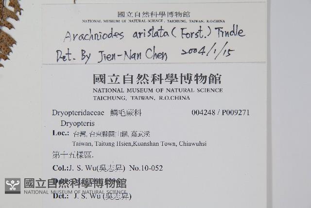 細葉複葉耳蕨藏品圖，第2張