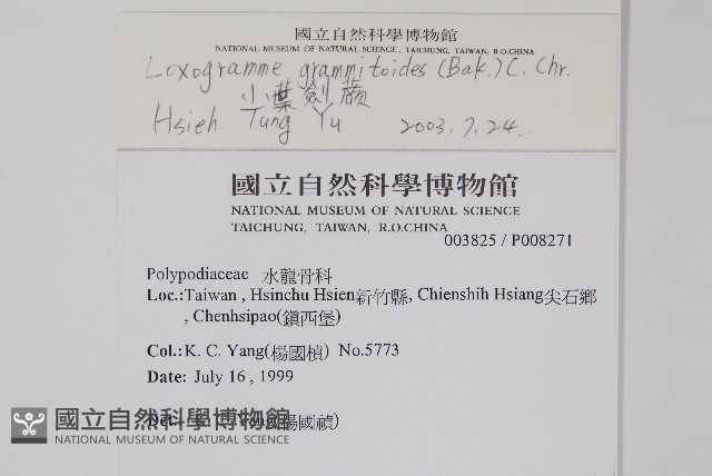小葉劍蕨藏品圖，第2張