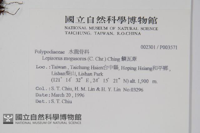 鱗瓦葦、長柄瓦葦藏品圖，第2張