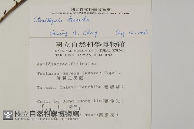 薄葉擬肋毛蕨藏品圖，第2張