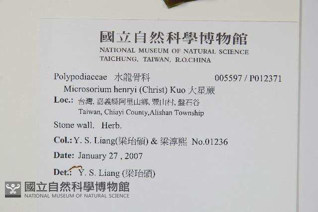 大星蕨藏品圖，第2張