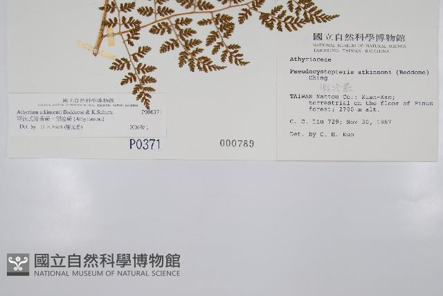 亞德氏蹄蓋蕨、假冷蕨藏品圖，第5張