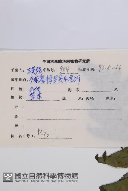 江南短腸蕨藏品圖，第2張