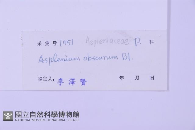 綠柄剪葉鐵角蕨藏品圖，第2張