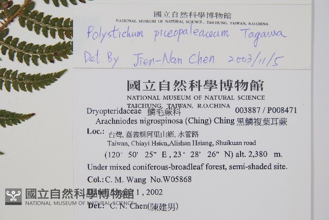黑鱗耳蕨藏品圖，第2張