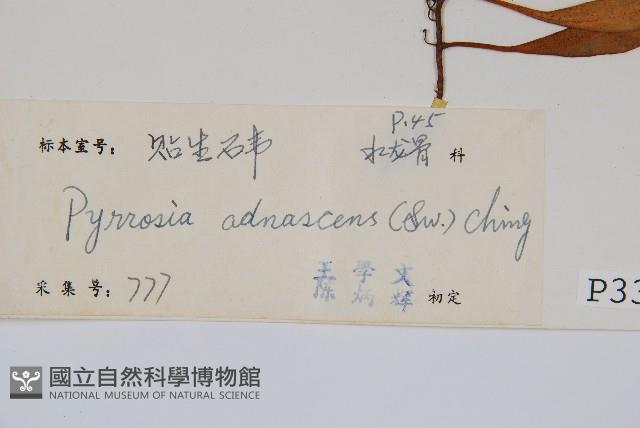 抱樹石葦藏品圖，第2張