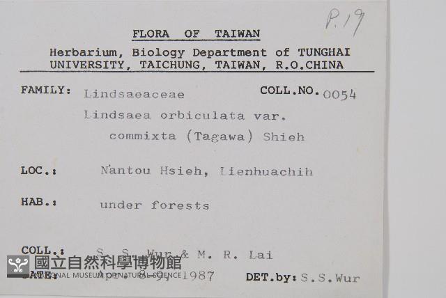 海島陵齒蕨藏品圖，第2張