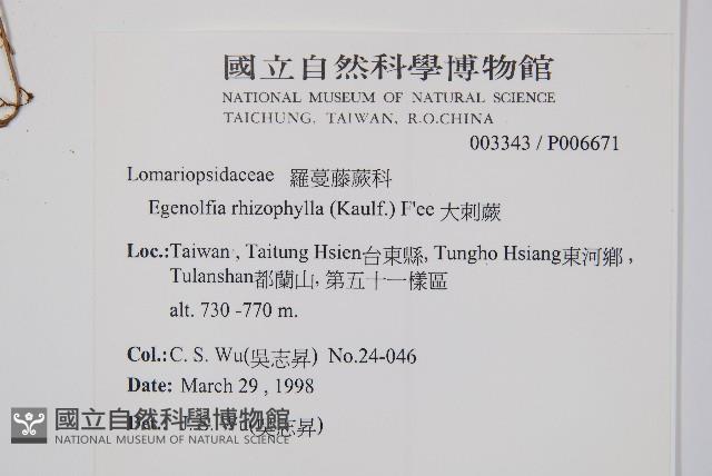 大刺蕨藏品圖，第2張