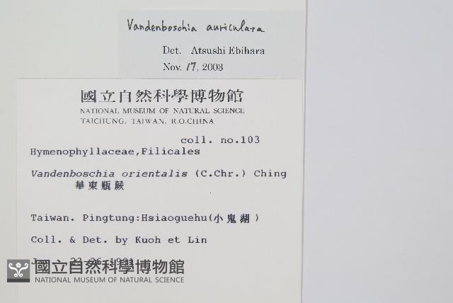 瓶蕨藏品圖，第2張