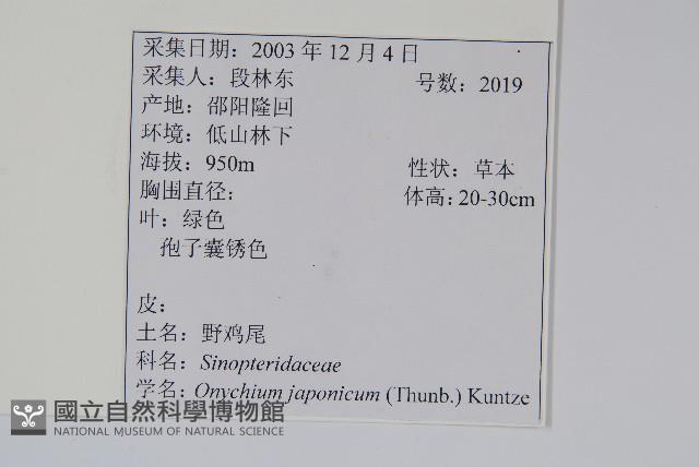 日本金粉蕨藏品圖，第2張