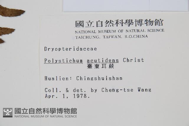 臺東耳蕨藏品圖，第2張