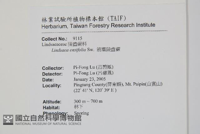 箭葉鱗始蕨藏品圖，第2張