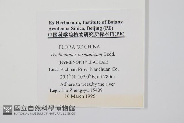 管苞瓶蕨藏品圖，第2張