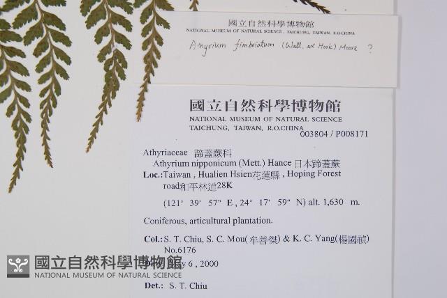 山蹄蓋蕨藏品圖，第2張