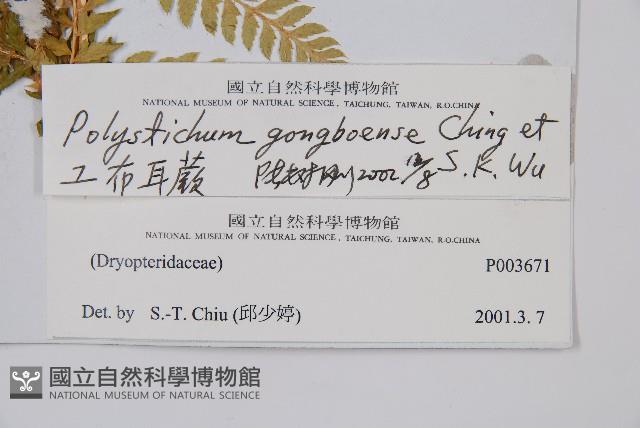 工布耳蕨藏品圖，第2張