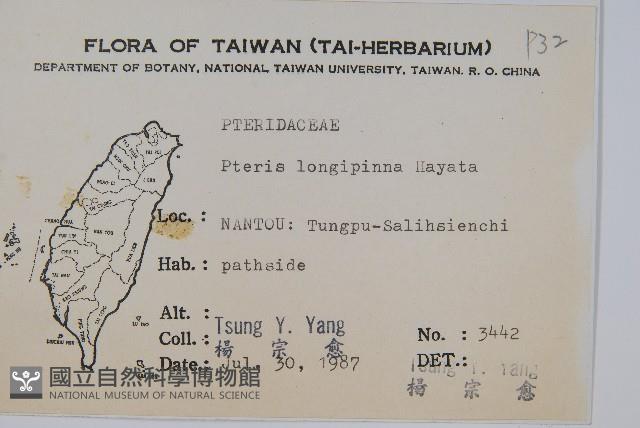 長葉鳳尾蕨藏品圖，第2張
