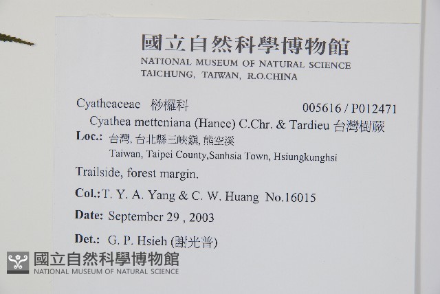 台灣樹蕨藏品圖，第2張