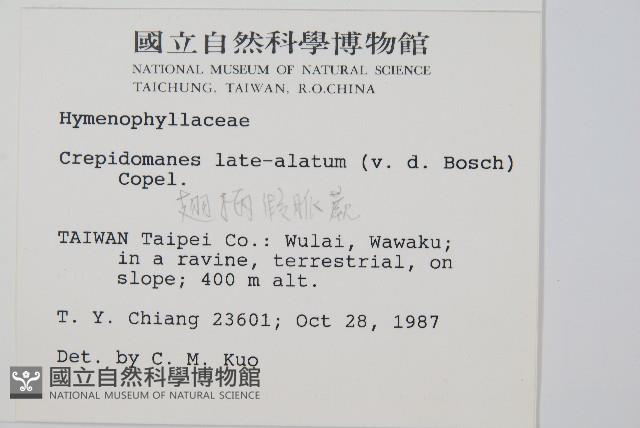 翅柄假膜蕨藏品圖，第2張