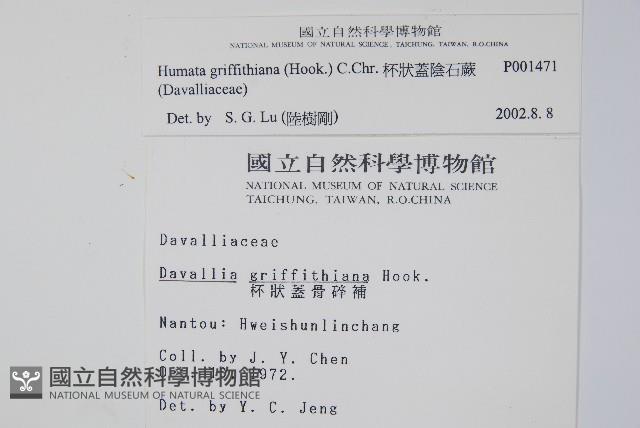 杯狀蓋陰石蕨藏品圖，第2張