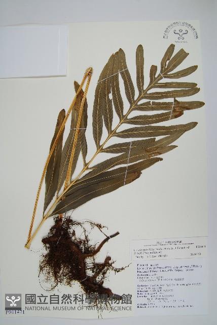 大線蕨藏品圖，第1張